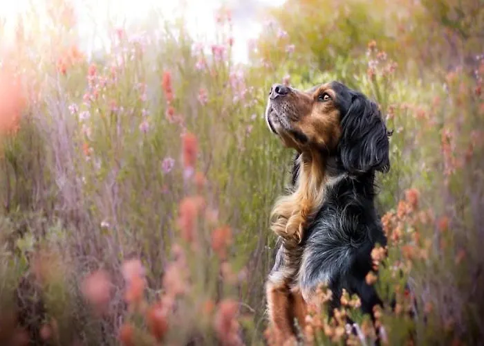 Lakeside With Private Garden * Koleczkowo